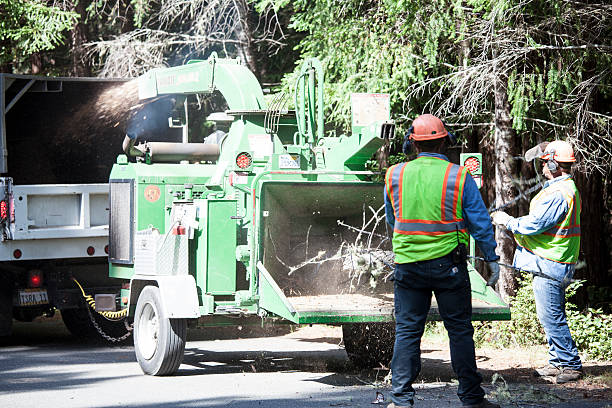 How Our Tree Care Process Works  in  Perry, MI